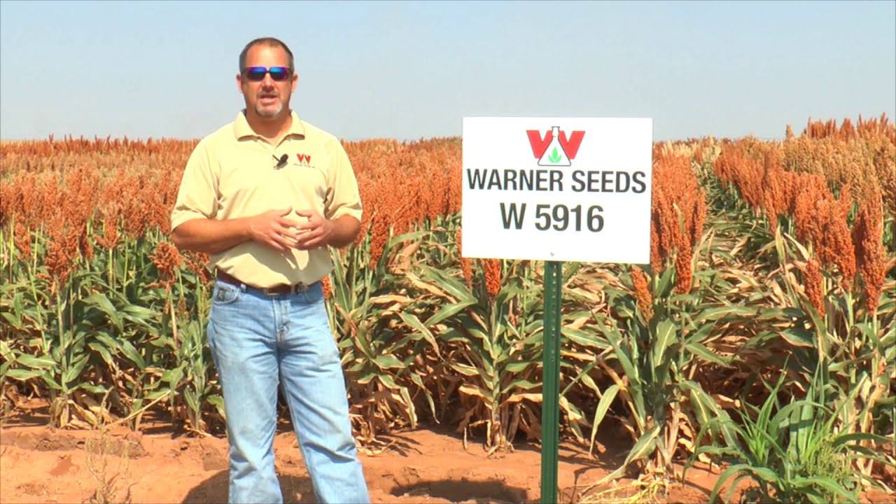 W 5916  Hybrid Grain Sorghum