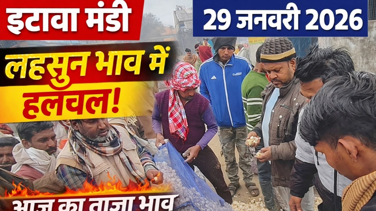 इटावा मंडी लहसुन भाव | Garlic Price Today Etawah Mandi | 29 जनवरी 2026