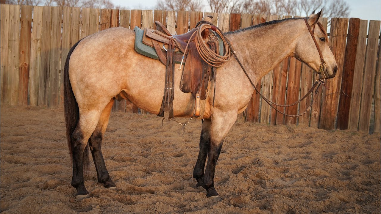GB BUCK 2019 “Razor”— WYO RANCH HORSE SALE 2026
