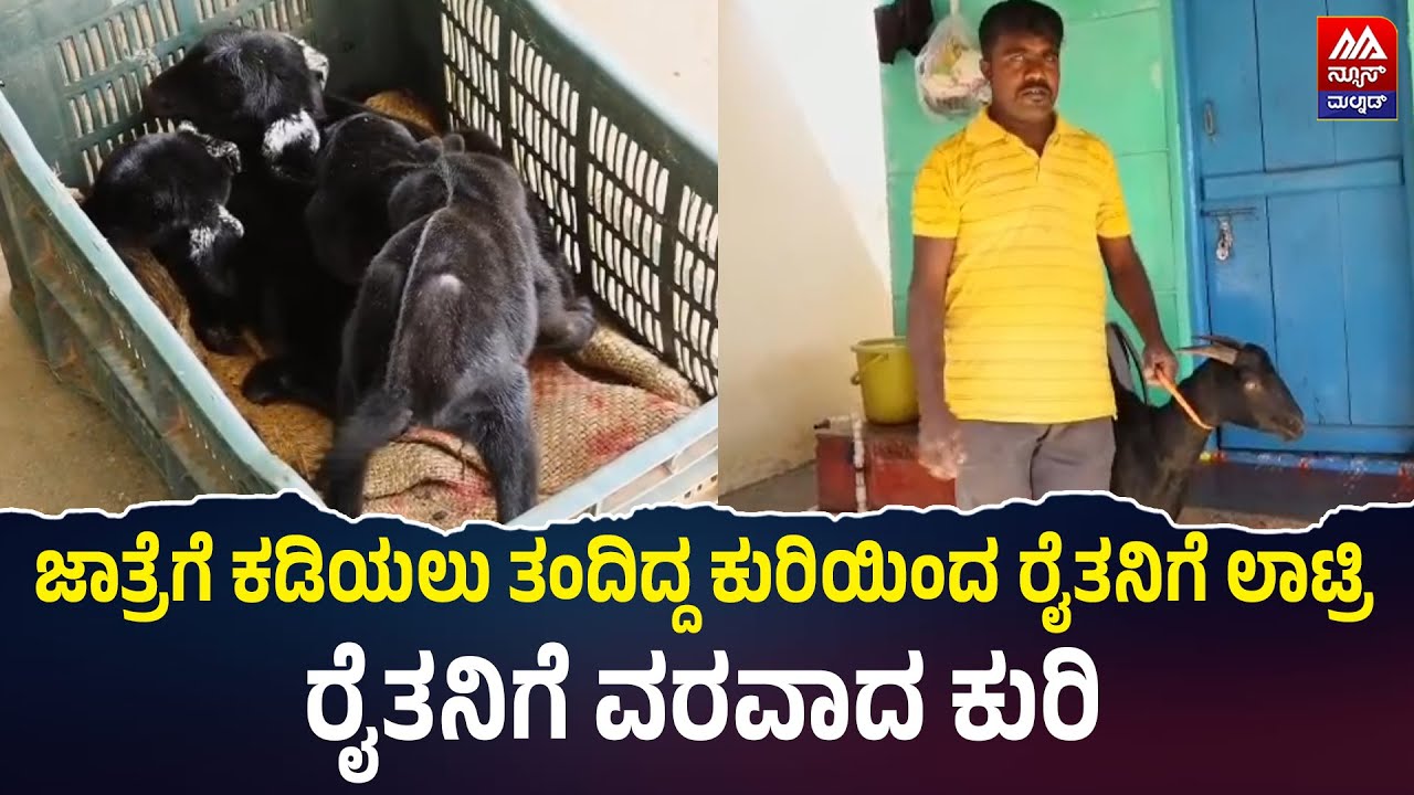 Chikkamagaluru | ಜಾತ್ರೆಗೆ ಕಡಿಯಲು ತಂದಿದ್ದ ಕುರಿಯಿಂದ ರೈತನಿಗೆ ಲಾಟ್ರಿ, ರೈತನಿಗೆ ವರವಾದ ಕುರಿ | NEWS MALNAD