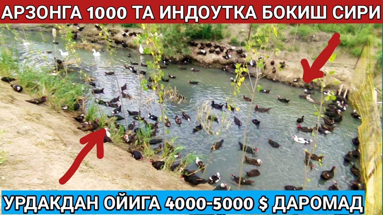 АРЗОНГА 1000 ТА ИНДОУТКА БОКИШ КАТТА ДАРОМАД | АЛБАТТА КУРИНГ 🤗