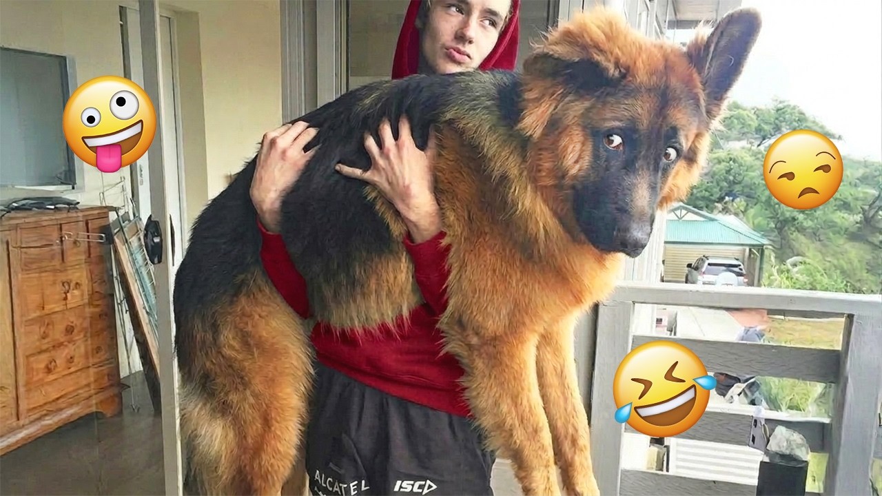 Try Not To Laugh 🤣 Most Watched Funny Dog Videos Compilation 🐶🤣#20