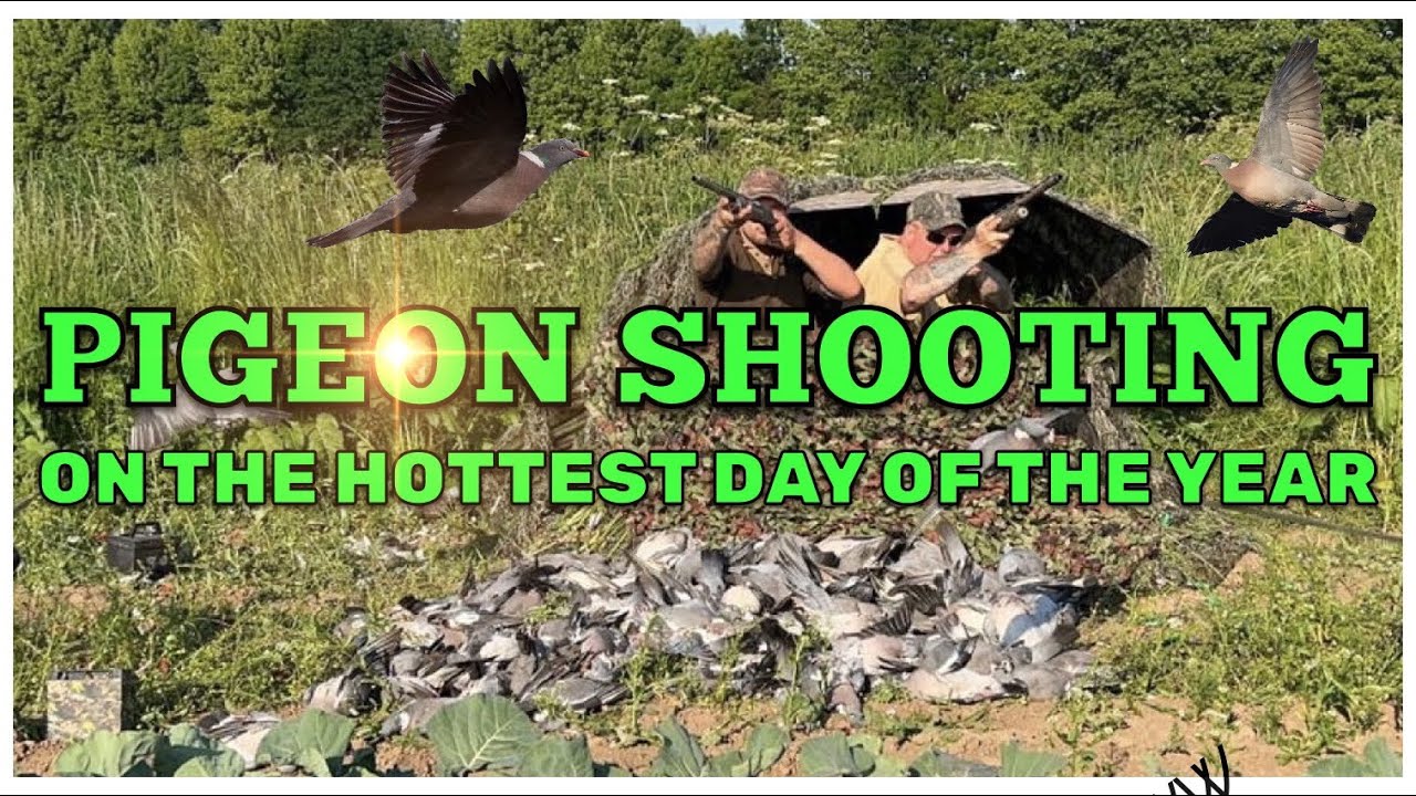 PIGEON SHOOTING ON THE HOTTEST DAY OF THE YEAR ACTION PACKED FOOTAGE .