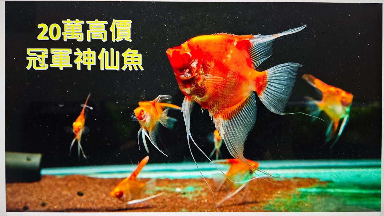 神仙魚比賽  2023 屏東縣 國際觀賞魚交流比賽 孔雀魚 鬥魚 米蝦 神仙魚 熱帶農業特色產業園區 屏東農業物產館