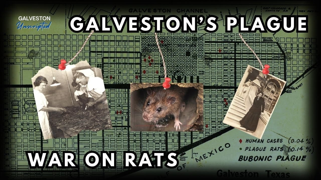 Galveston's Bout With The Plague & All Out War On Rats