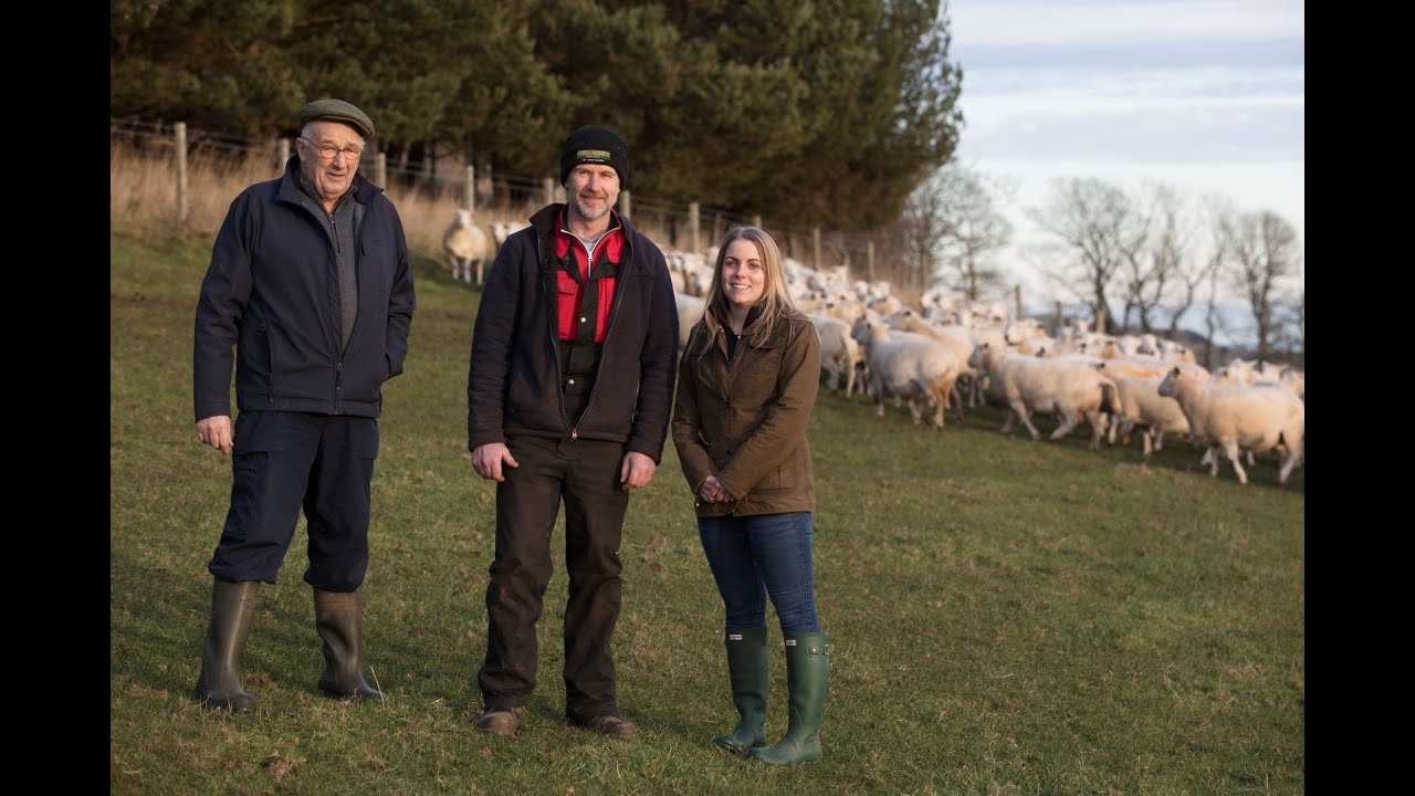 Ardross Farm Sheep