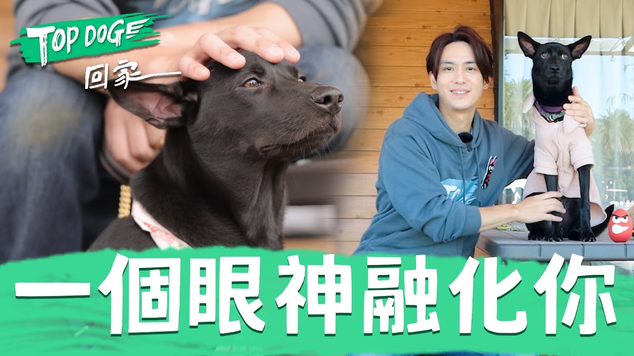 陳楚河把小怪物變成費歐娜公主 談到要送養時刻 忍著淚水 有些話放在心裡比較好｜@topdoghome  陳楚河