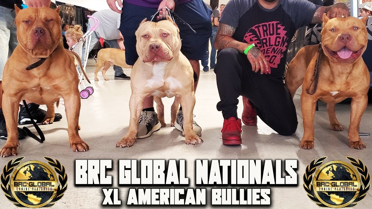 XL AMERICAN BULLY'S @ THE 2019 BRC GLOBAL NATIONALS!!!!!!!!!!!!