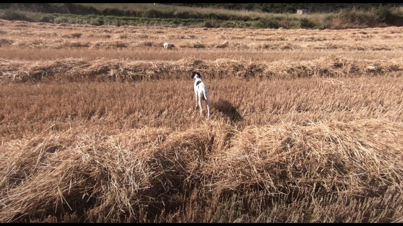 Caza de codornices con pointer. MEDIA VEDA 2020.