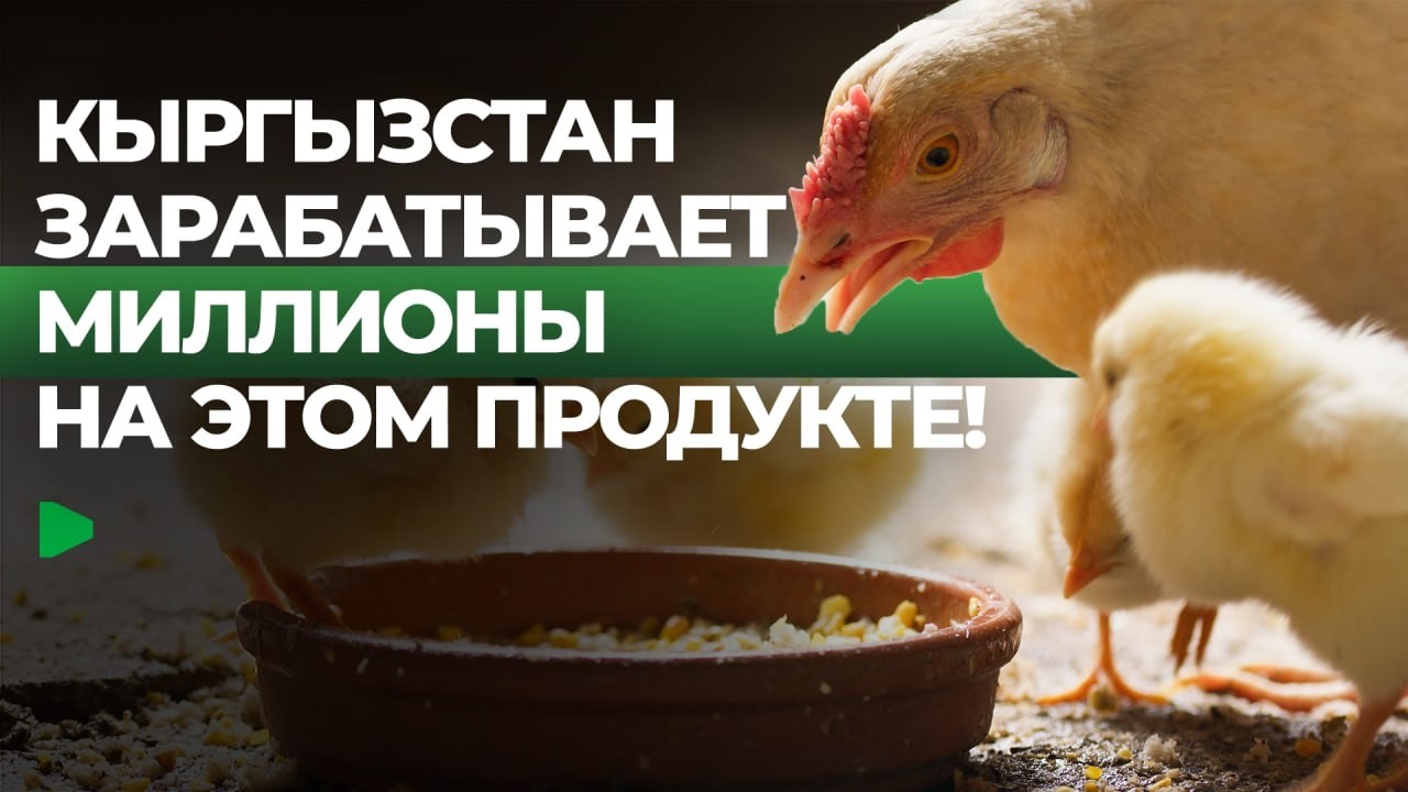 Как работает и зарабатывает одно из самых технологичных производств Кыргызстана?