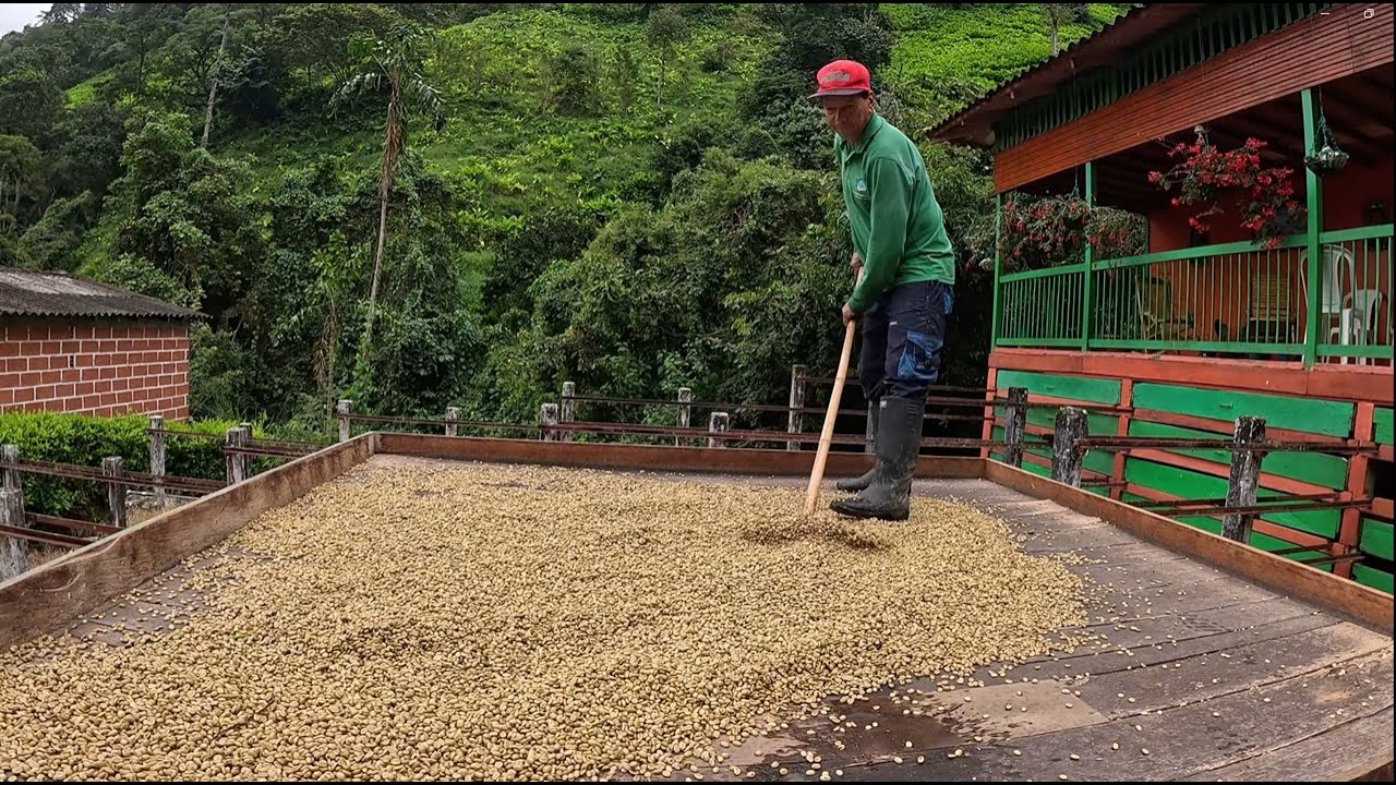 El café antioqueño: proceso artesanal y retos del clima cálido #cafe #campo #coffee #4k #antioquia