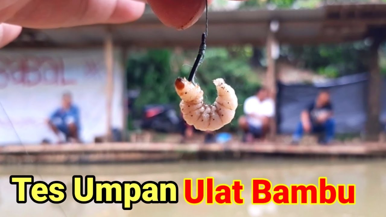 Tes Umpan Paling Jitu Ikan Lele Ulat Bambu