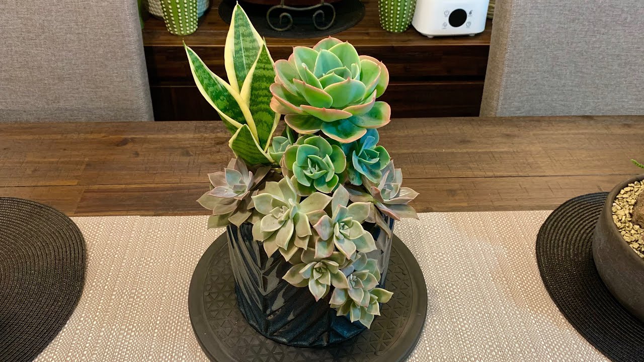 Succulent Ghost Plant Arrangement
