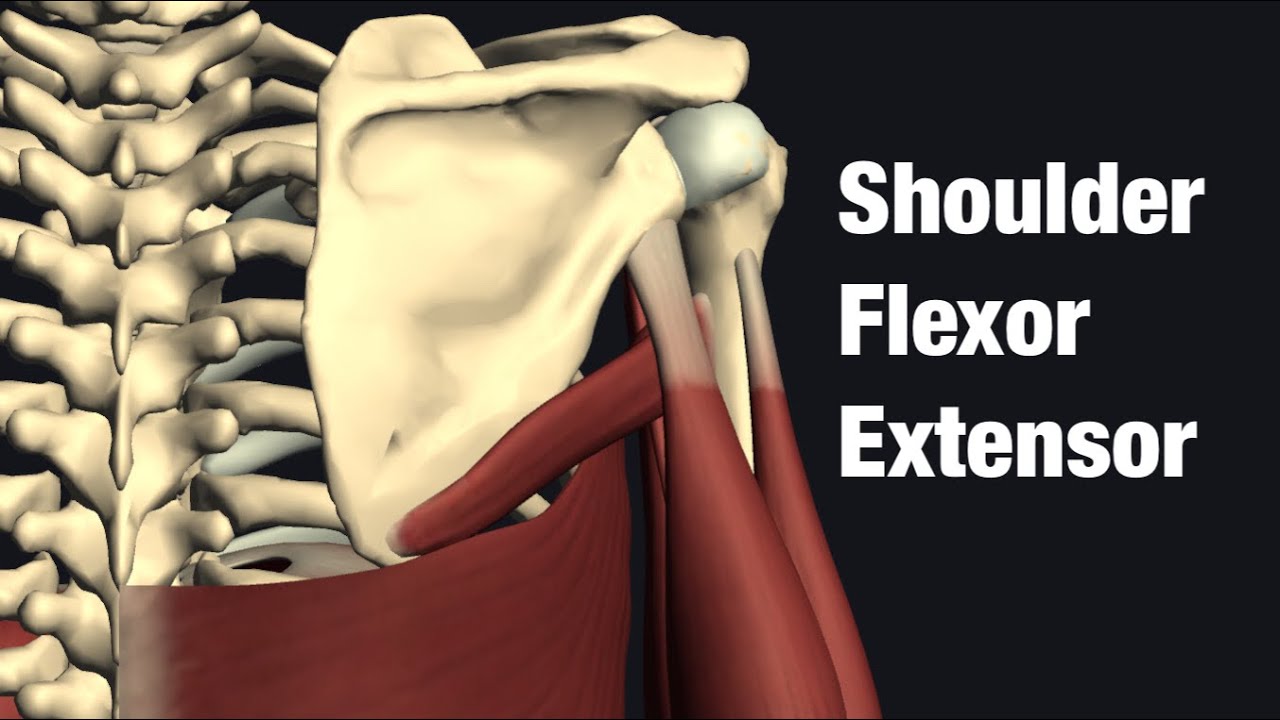 Muscles of shoulder flexors and extensors