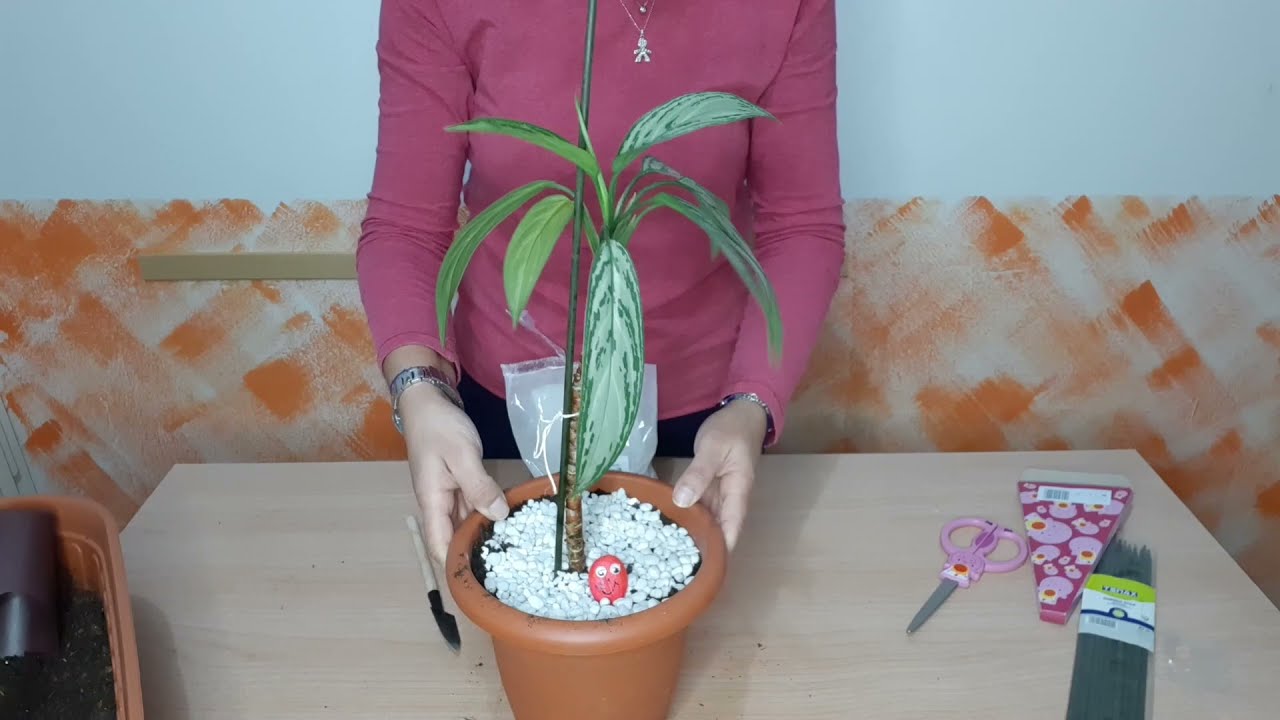 Diamo una sistemata alla Aglaonema!!!
