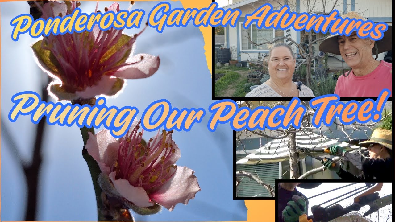 Pruning Our Peach Tree
