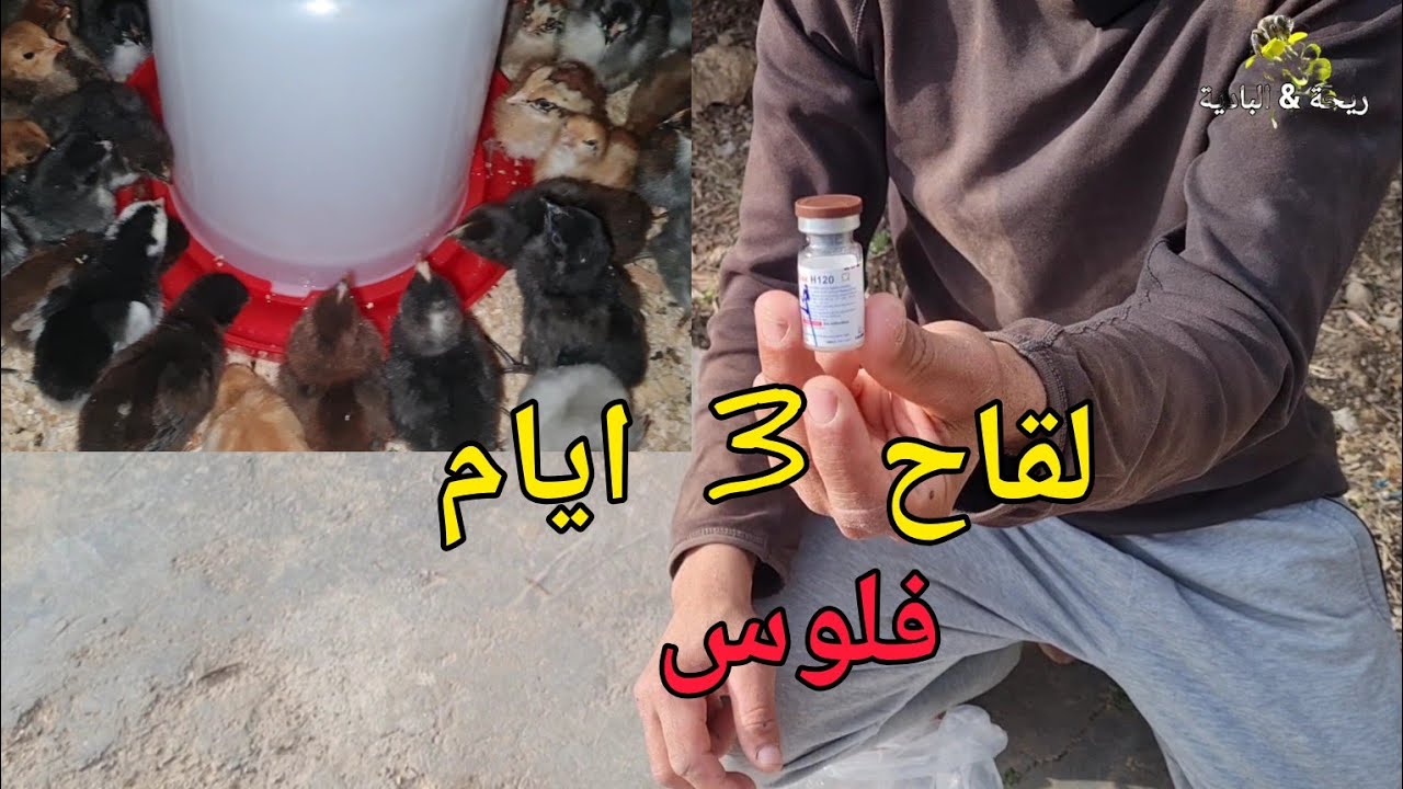 طريقة تقديم لقحات الكتكوت من بعد   3 ايام خروج الفلوس من الفقاسة