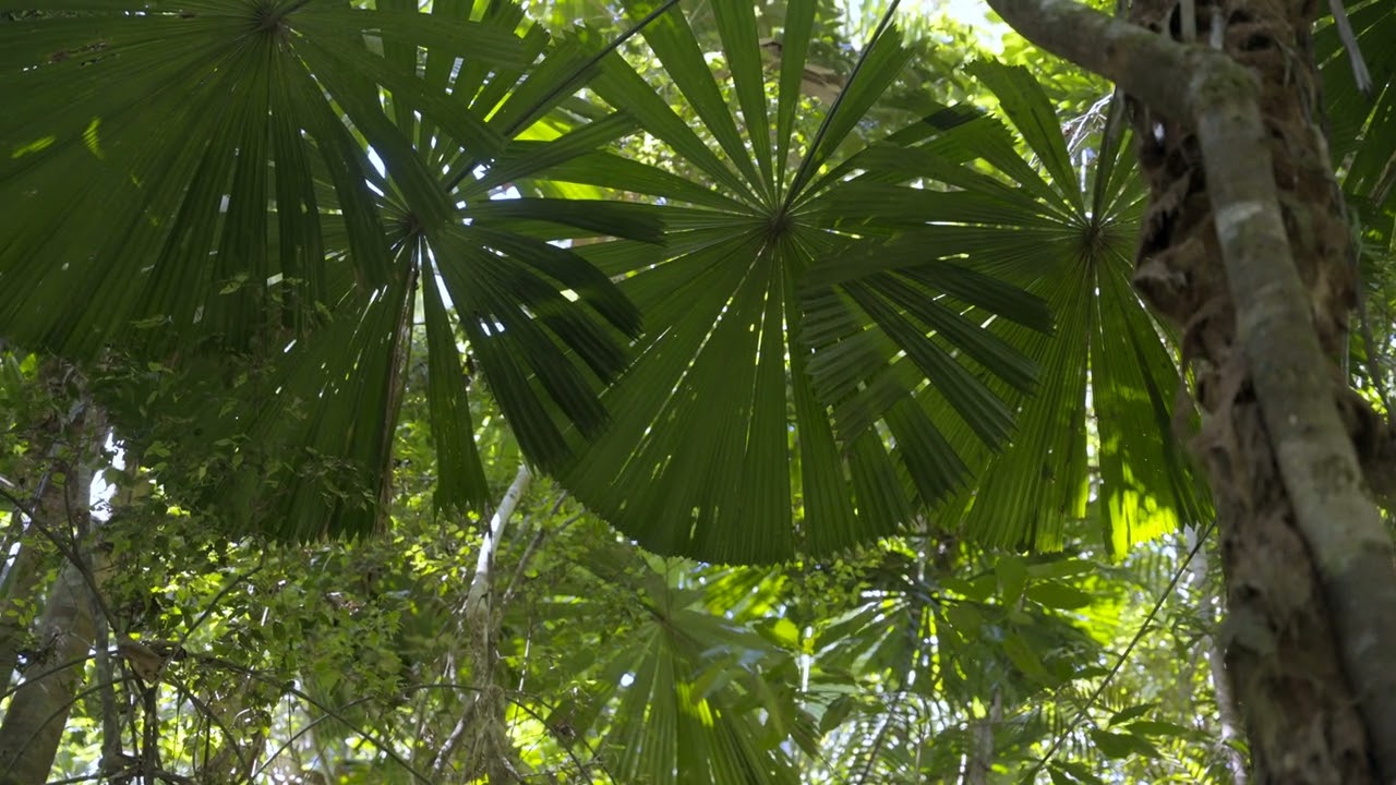 Queensland Fan Palm Gallery Walkthrough with Rainforest Rescue – Protected Daintree Rainforest