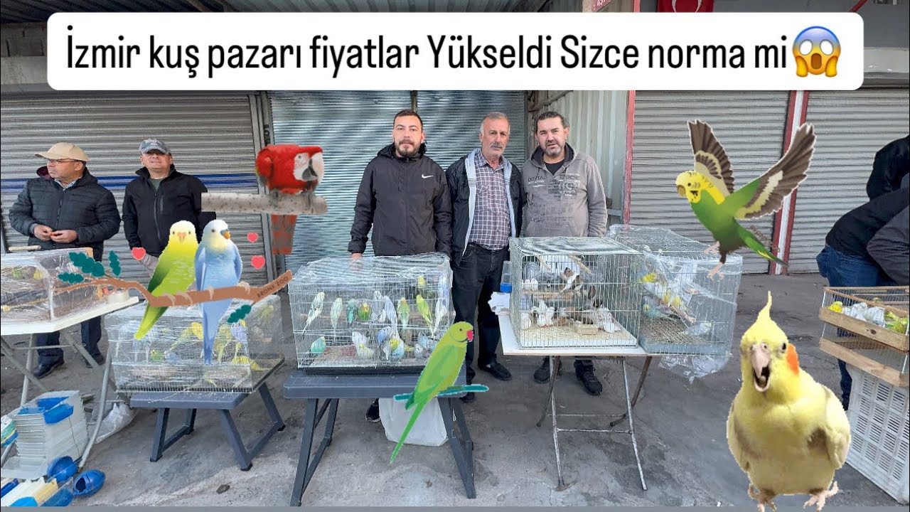 İzmir Sultan kanarya muhabbet hint bülbülü sevda papağanları pazarı çok güzeller 🦅 😉
