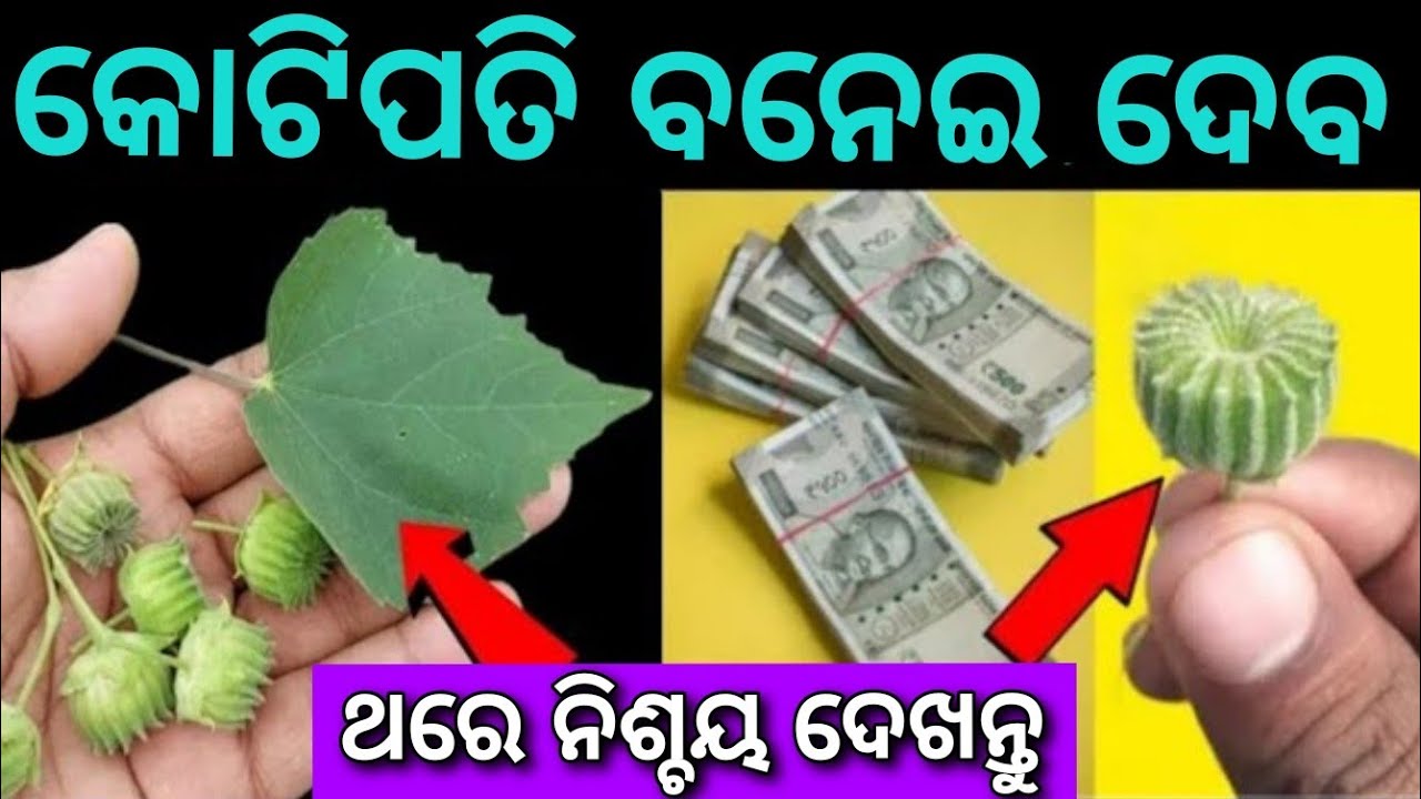 ପଇସାକୁ ଚୁମ୍ବକ ପରି ଟାଣେ ଏହି ଗଛ,୨୪ ଘଣ୍ଟାରେ ଭାଗ୍ୟ ଚମକିବ,Atibala Tree benefits//
