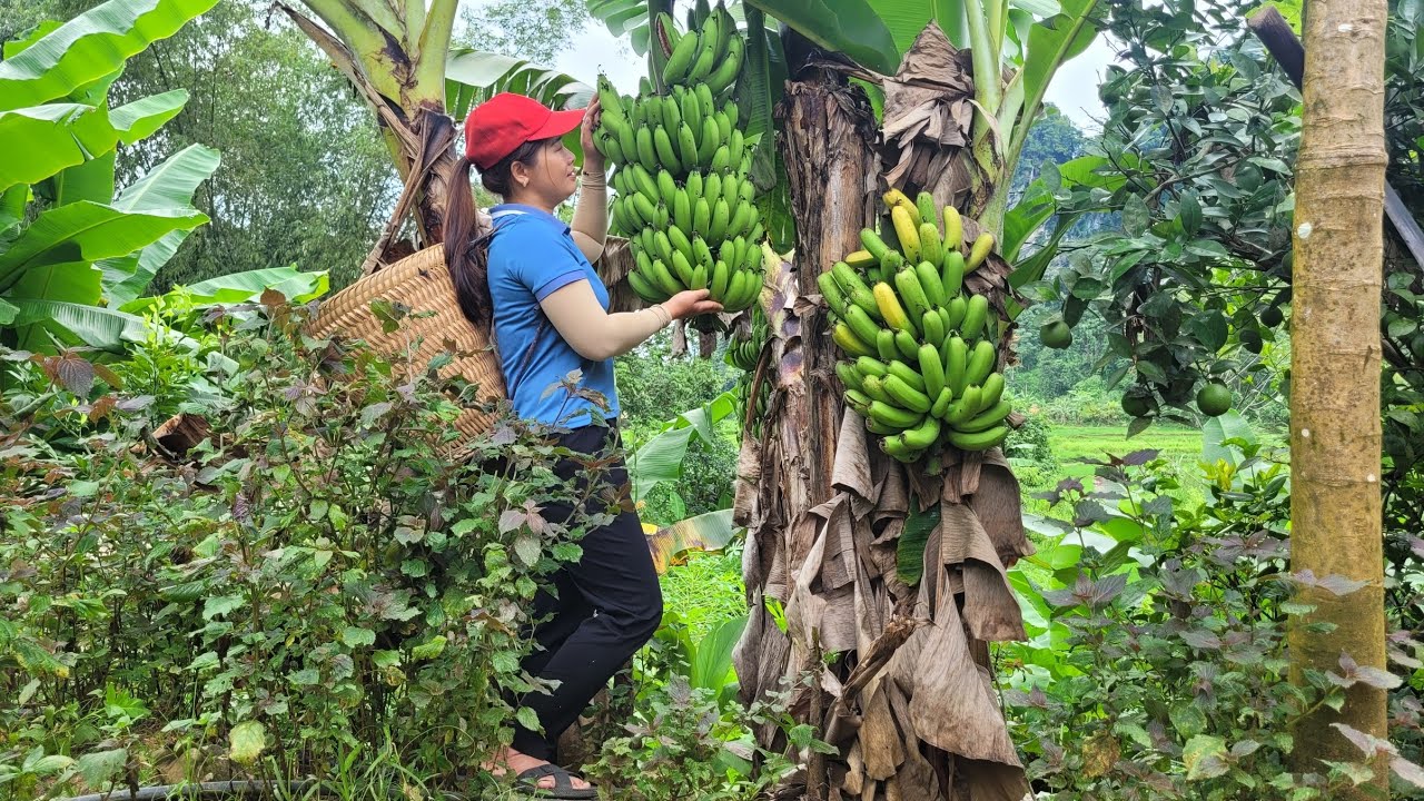 Harvest ripe bananas for sale, buy garden nets | @daianfarm 