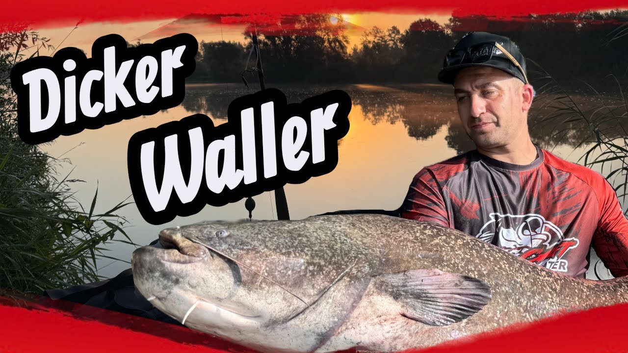 Vertikal auf Waller bei brüllender Hitze 🔥 | Belly-Boat Session mit Thorsten & Peter Hutting