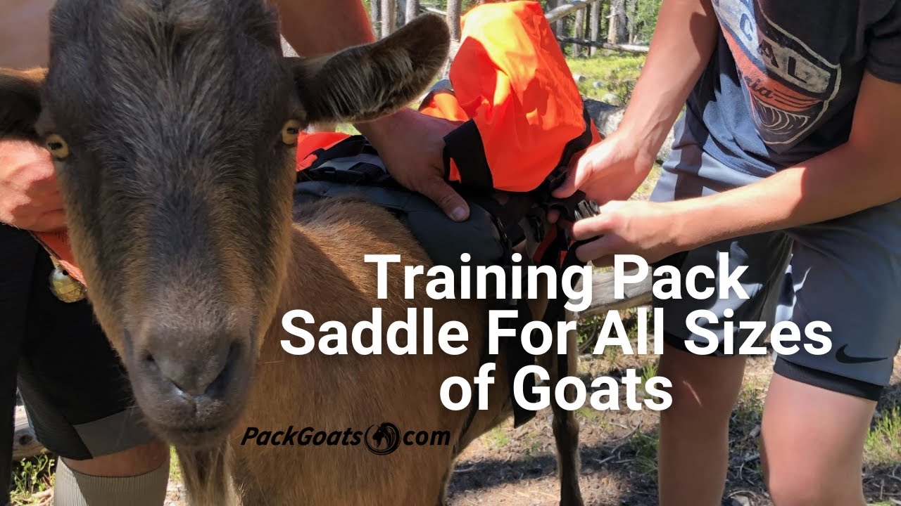 Goat Training Pack Saddle For All Types of Goats