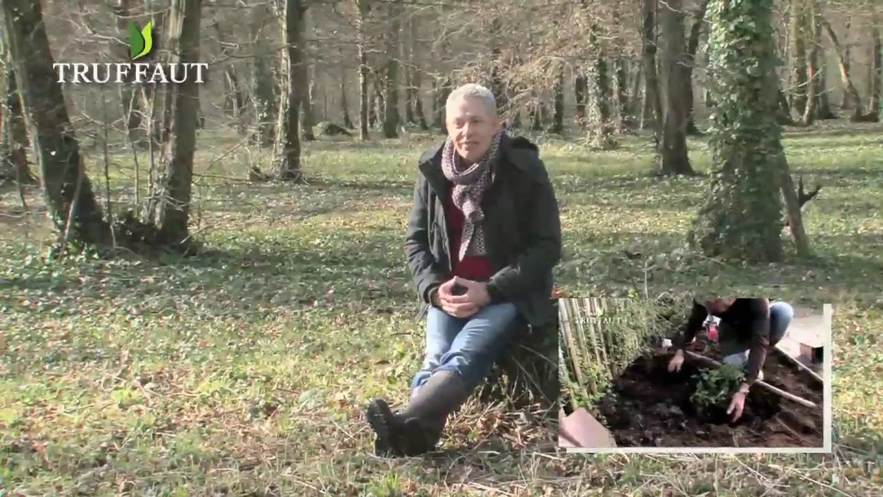 Calendrier du jardinier mars 1/2 :que faire au jardin ou sur la terrasse -  Truffaut