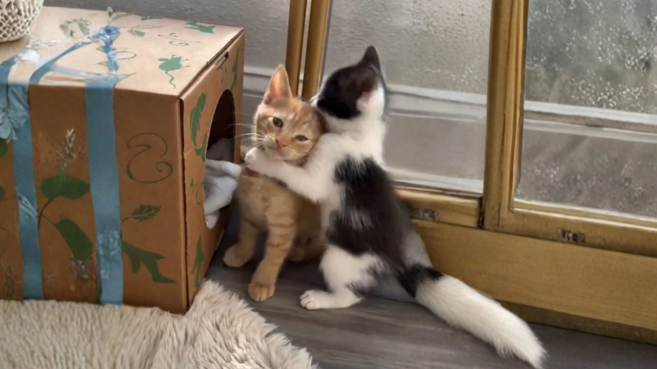 Il video dei gatti divertenti che stavi cercando 🐱😂
