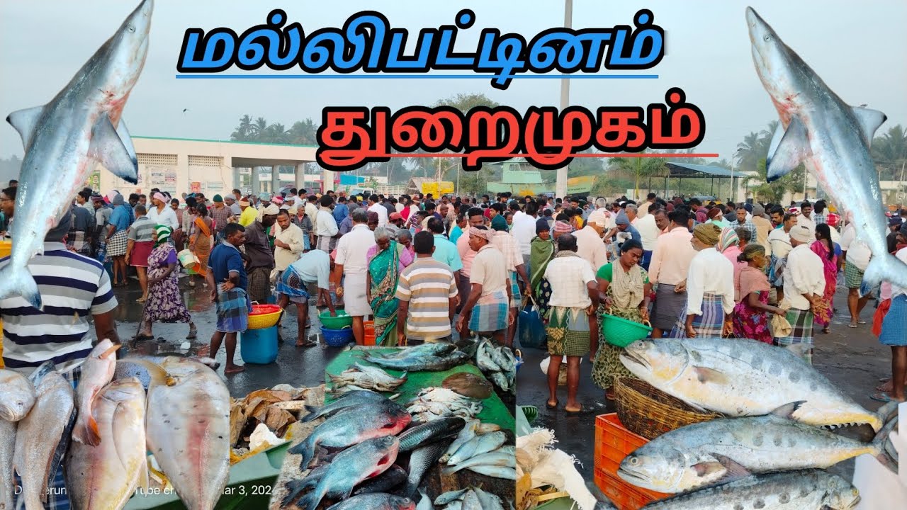 மல்லிபட்டினம் துறைமுகம் ஞாயிறு கிழமை எப்டி இருக்கும்? | mallipattinam fishing harbour