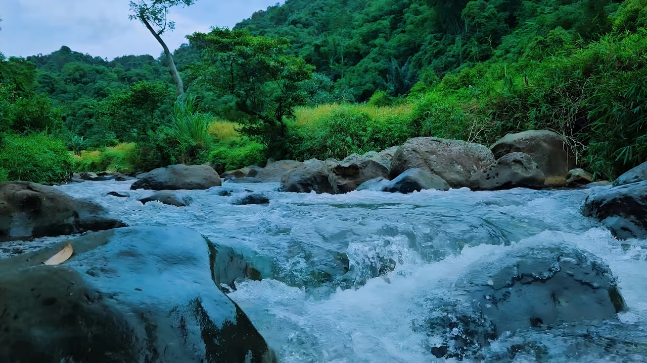 Soothing Forest Stream and Bird 🕊️ Sounds for Deep Sleep, Study Focus & Calm Mind | ASMR RELAXATION