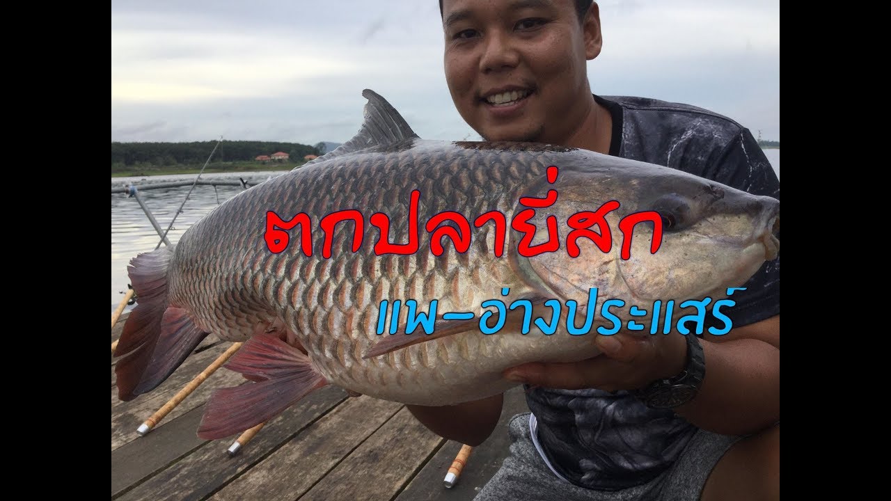 โก๋เจ้าพระยา #เหยื่อพร้อมโมดีฟายทำสูตรยี่สก แพน้านัน อ่างประแสร์