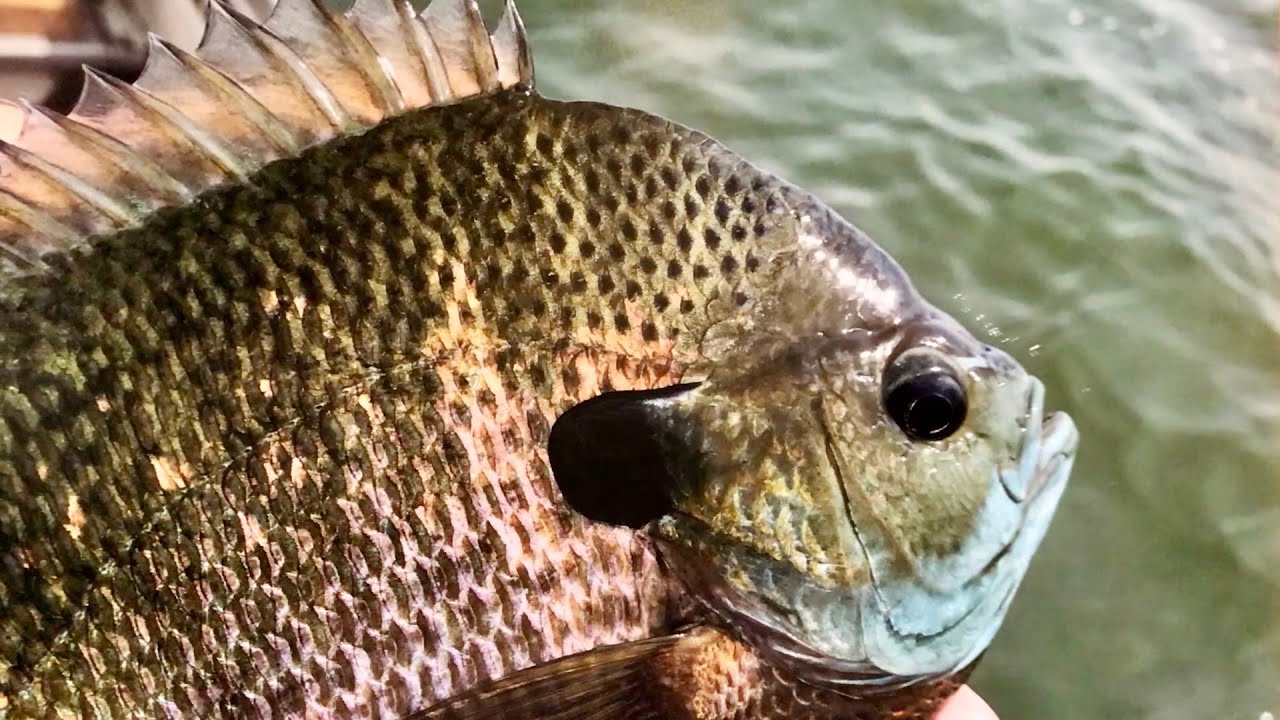 Fall Panfish Patterns and Fishing Tips! (How to find and catch more fish!)