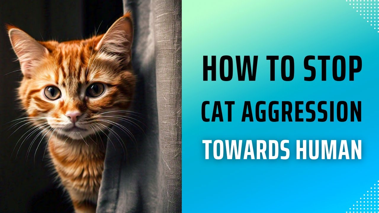 How to Stop Cat Aggression Towards Humans: Proven Tips!