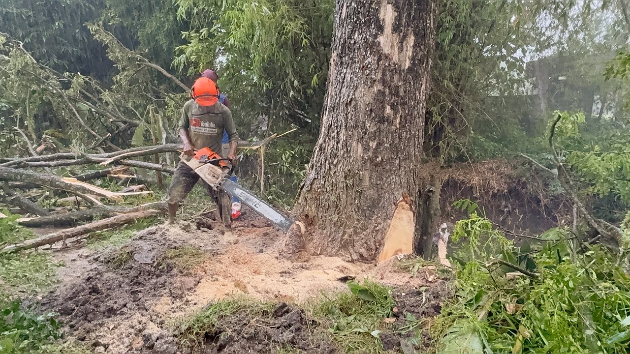 Suddenly It Rained! The Felling Of 2 Tall Trees!
