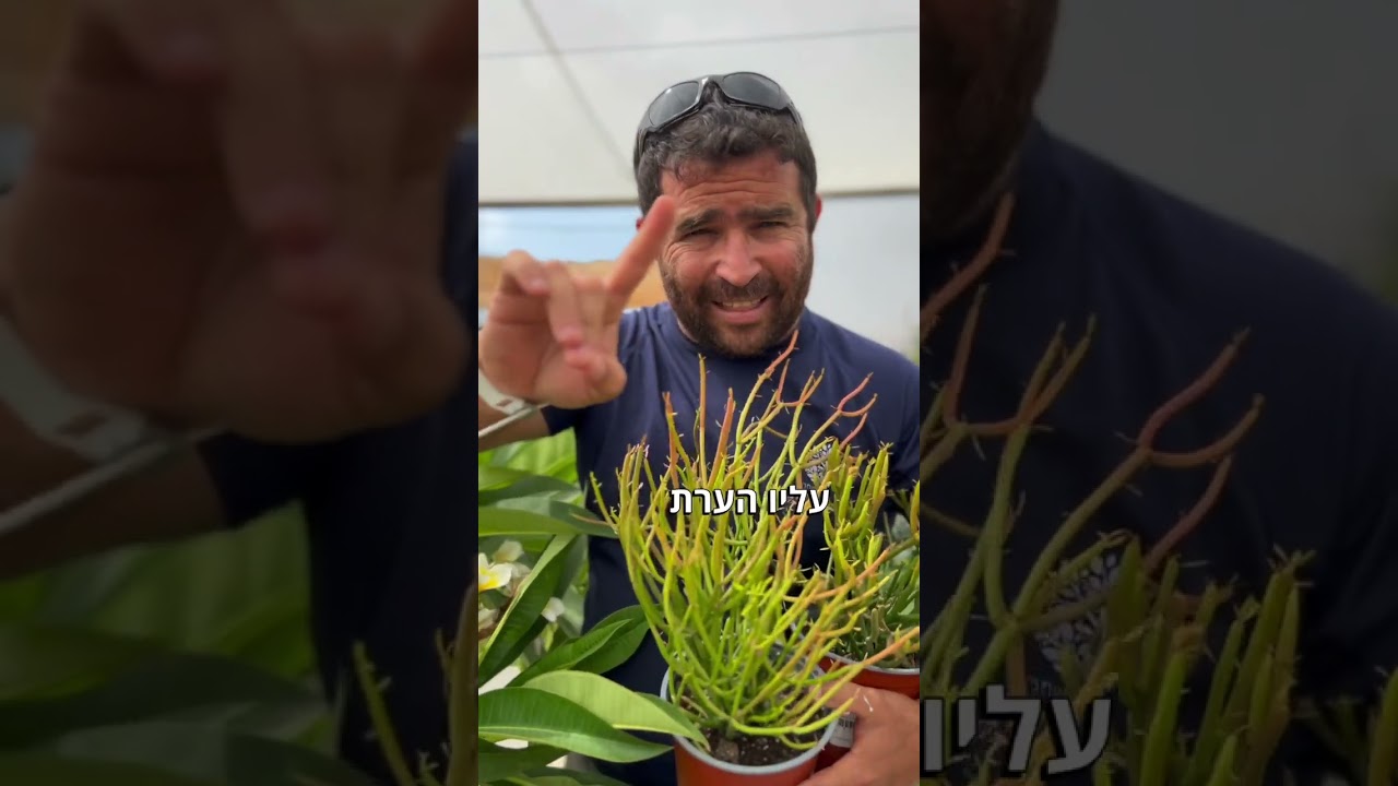 קבלו 5 צמחים חזקים לחצי יום שמש ומעלה שלא צריכים השקייה מרובה ויסלחו לכם אם תשכחו להשקות אותם