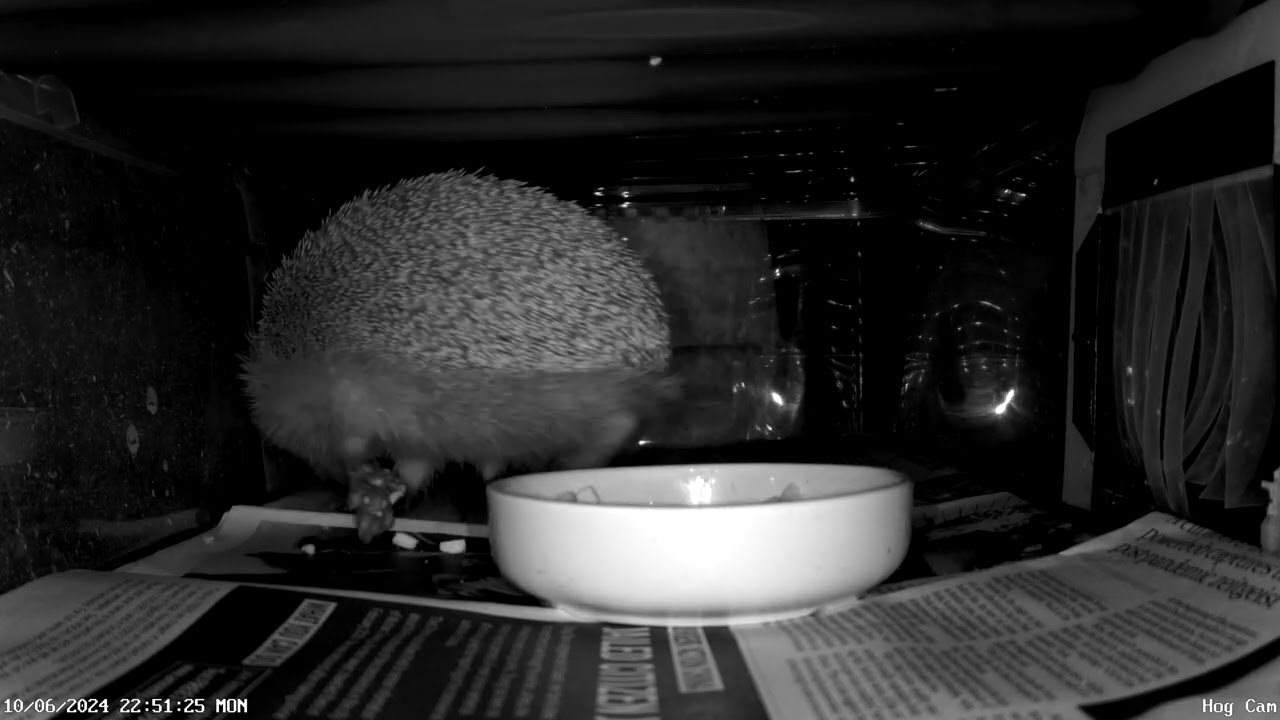 Hedgehog snarfles & scarpers