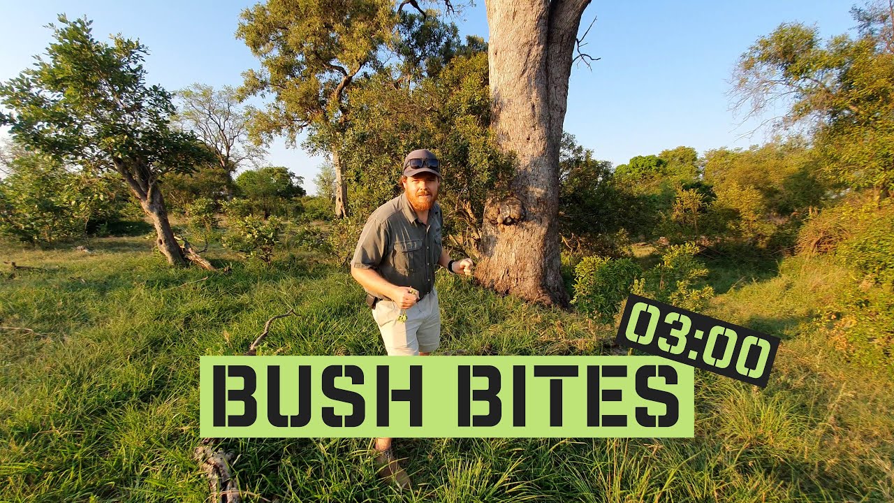 Bush Bites 1 - Leadwoods