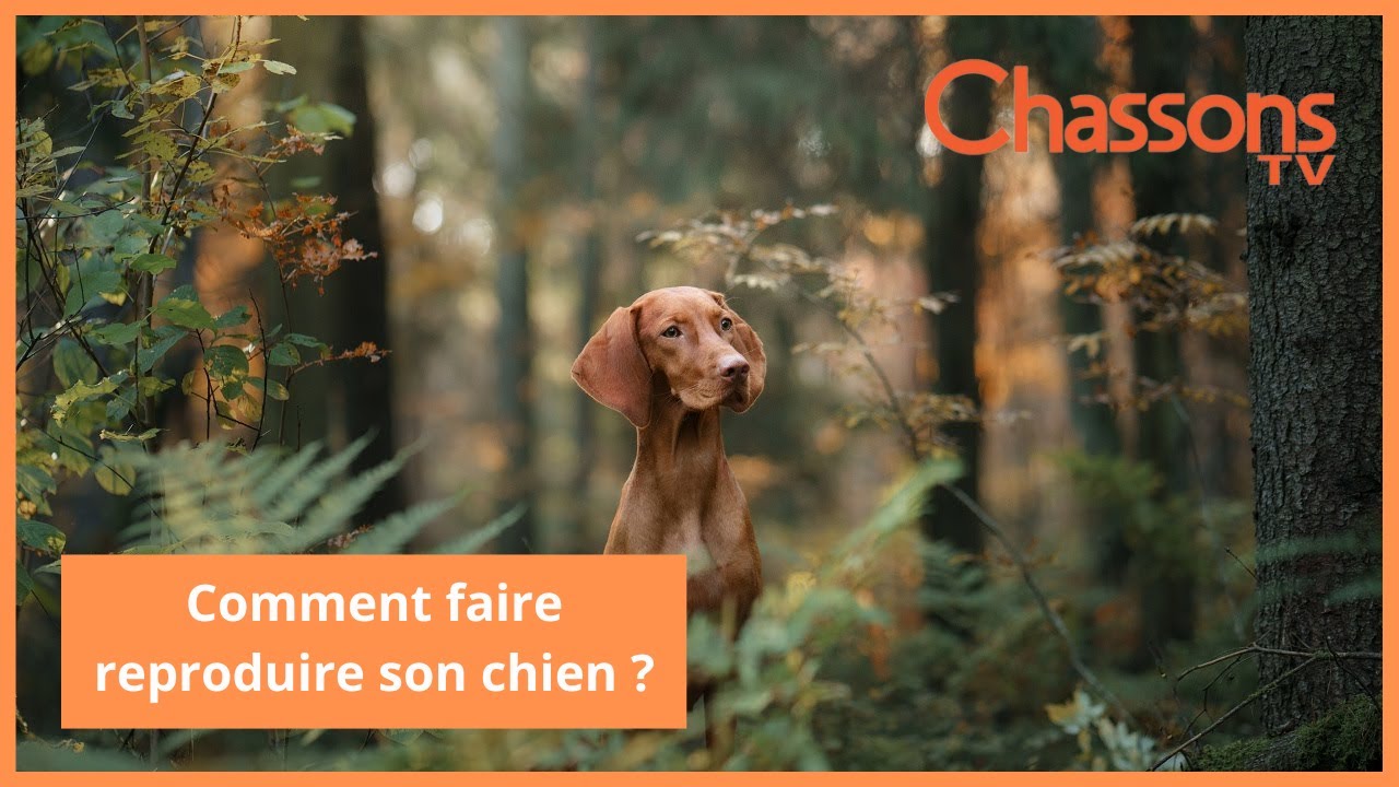Comment bien choisir un reproducteur pour son chien de chasse?