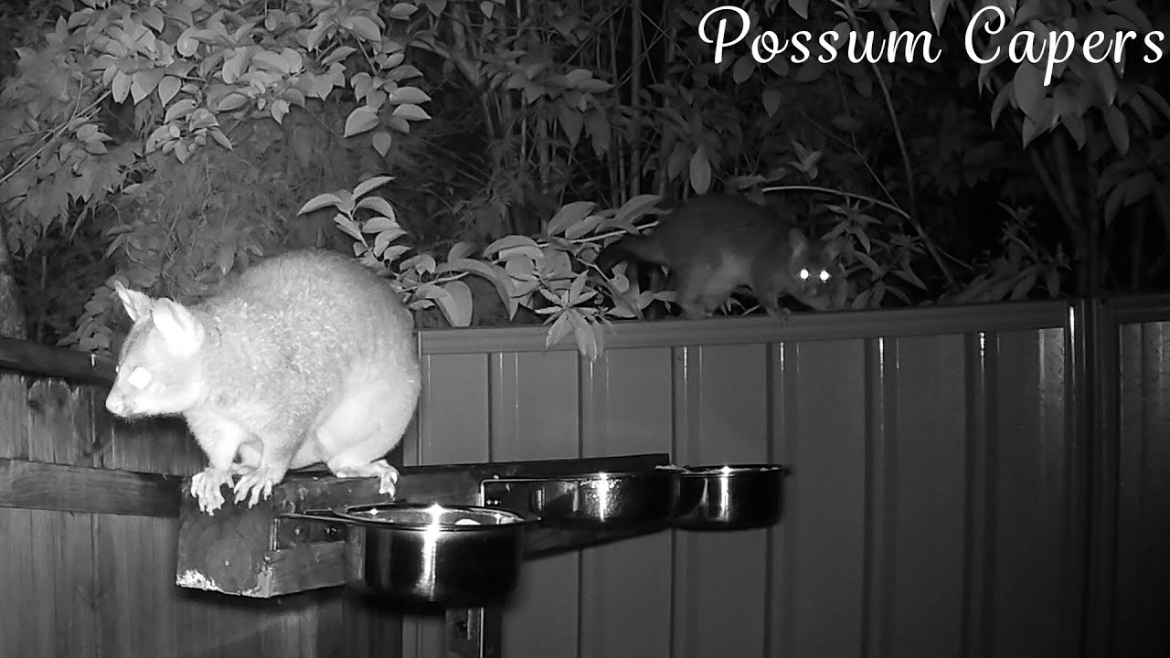 Lovely Misty Evening of Possum Capers