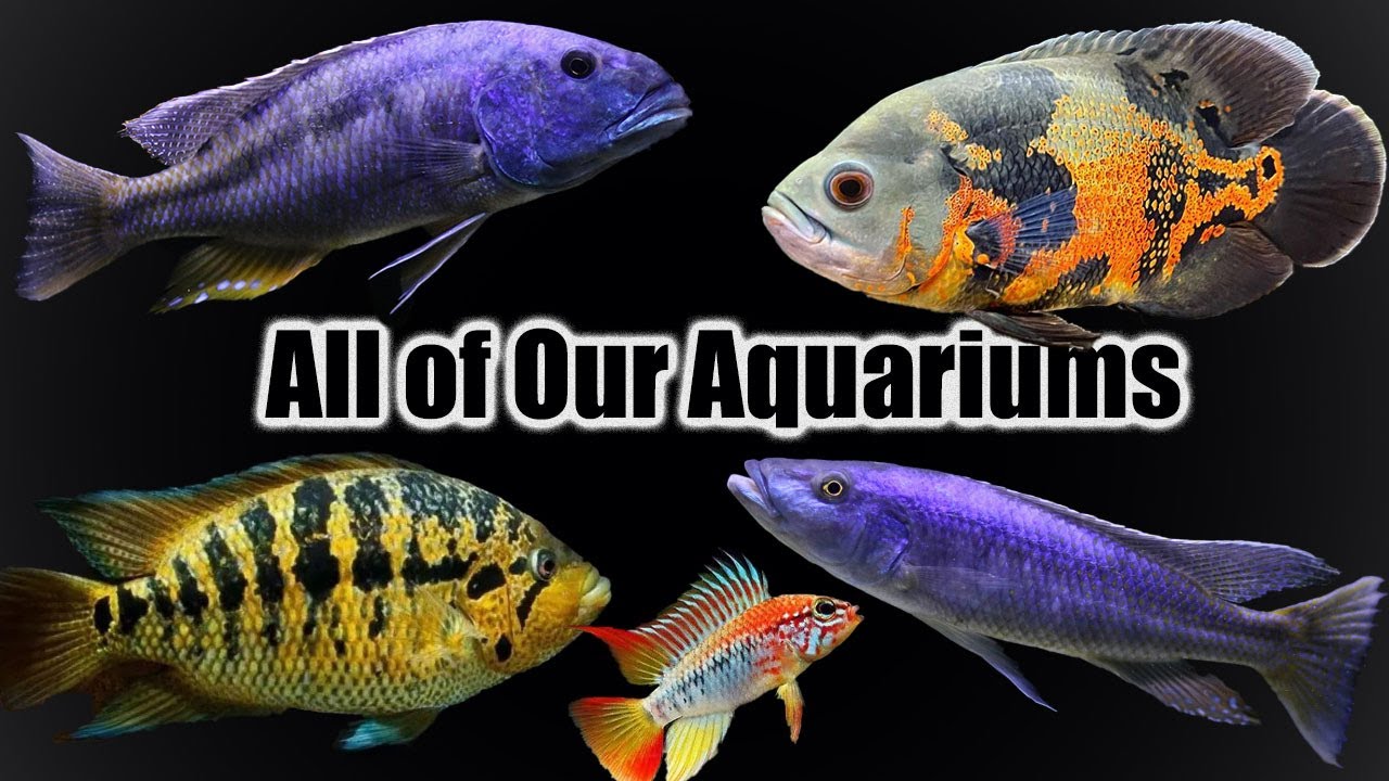 All of Our Aquariums - The Complete Tour of Cichlid Bros