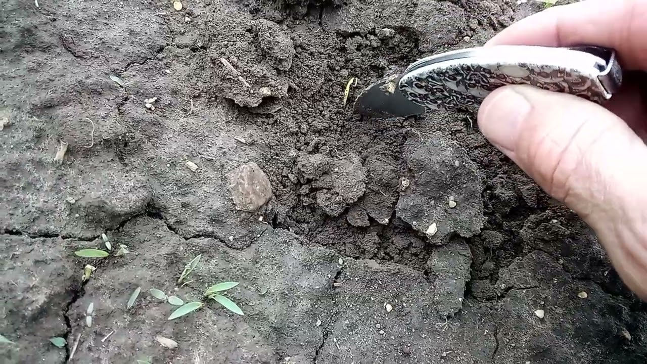 Don't let this happen to your sweet corn!  Every plant matters!