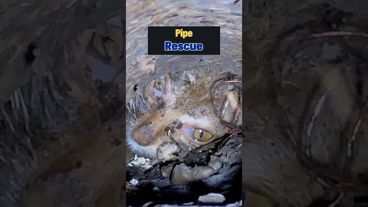 Застрявший кот обретает новую жизнь