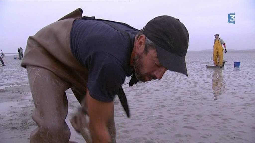 Coques en Baie de Somme : une saison morose