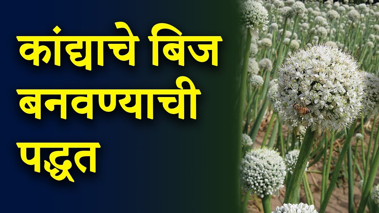 कांद्याचे बिज बनवण्याची पद्धत - सचिन मिंडे कृषिवार्ता