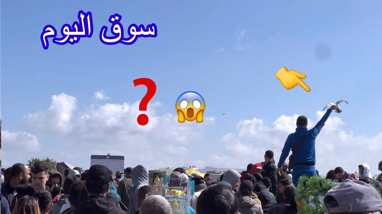‏هذا ‏هو ￼ سوق _#الحمام اليوم#youtubeshorts #birds #parrot