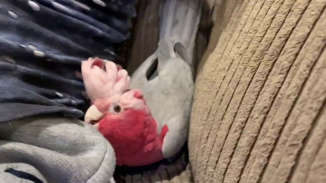 Couch Bird - The Adventures of Bobo the Galah Cockatoo!