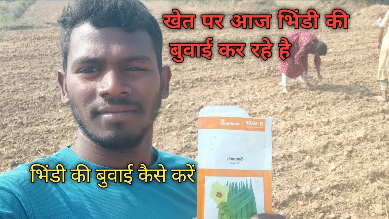 खेत पर आज भिंडी की बुवाई कर रहे हैं।🤔 भिंडी की बुवाई कैसे करें।।