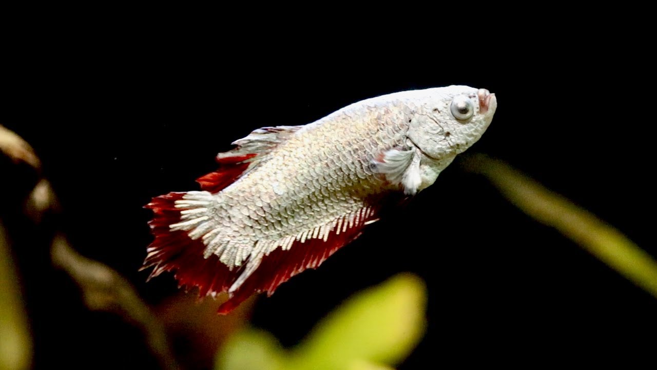 My Red Dragon Plakat Betta Fish Has a Tumor | Sick Betta Fish