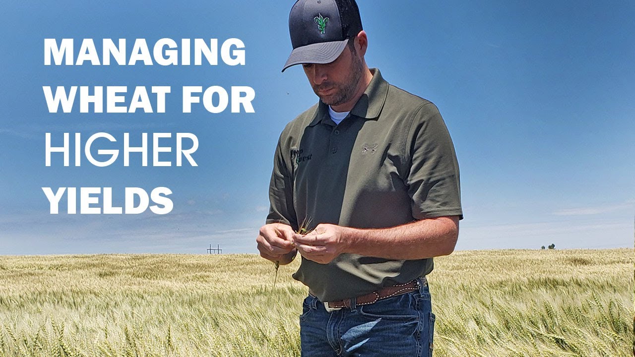 Managing Wheat for Higher Yields